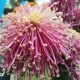 鞠华翁